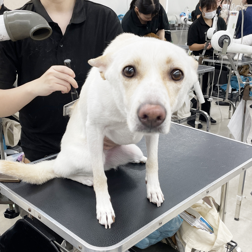 たくさんの犬種が来てくれます！